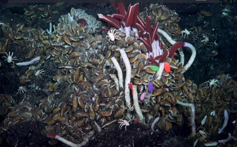 Az óceánok alja alatt is laknak élőlények