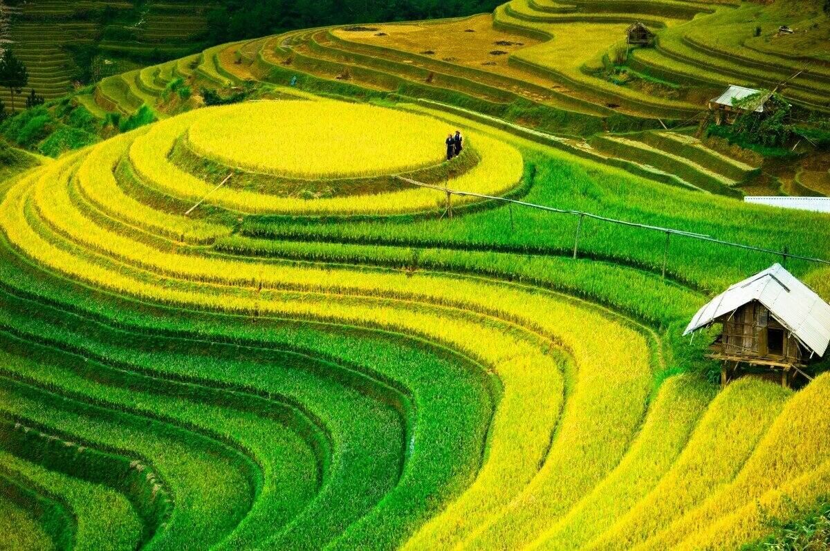 Kínai mező