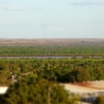 madár Madagaszkár