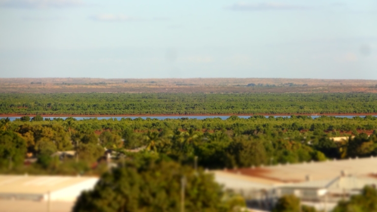 madár Madagaszkár