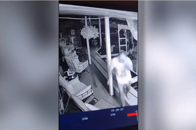 medve támadás baleset