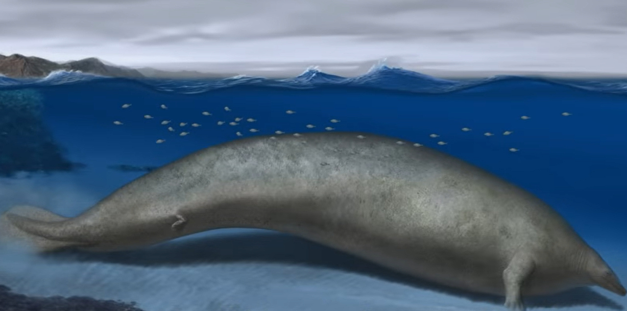 bálna állat rekord