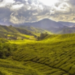 Cameron Highlands, Malaysia