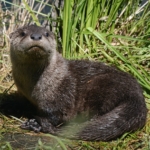 vidra