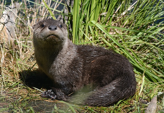 vidra
