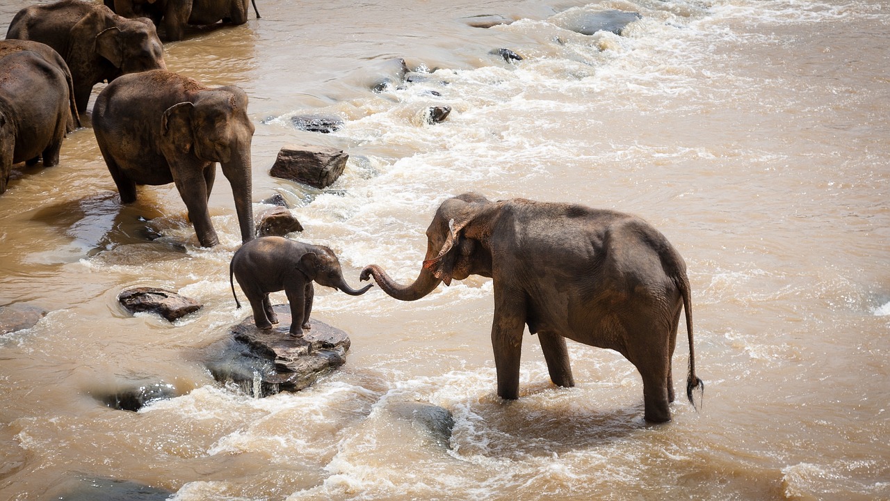 elefánt elefántok állatvilág