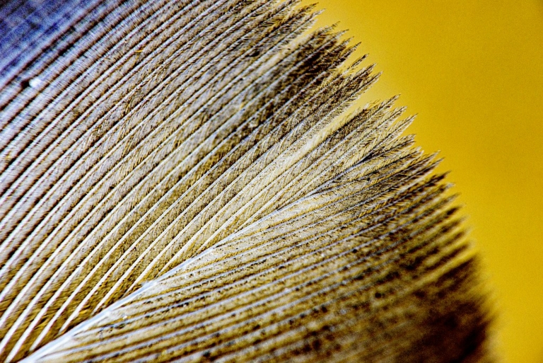 toll dinoszaurusz madarak