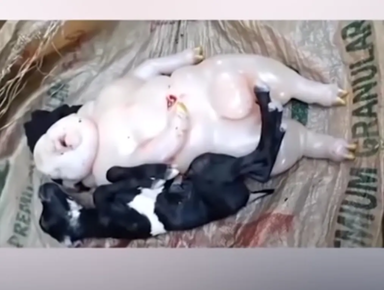 Félig ember, félig disznó mutáns szörny született