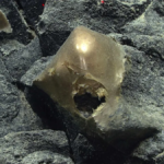 tojás tengerfenék