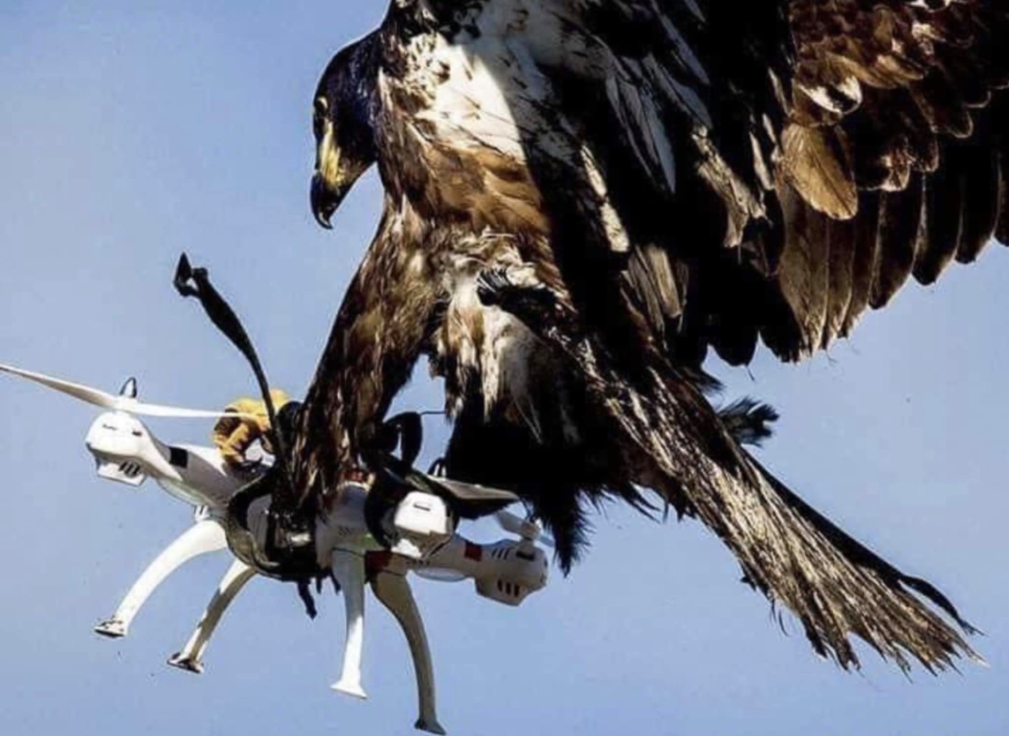 Madarak már nincsenek, drónok helyettesítik őket