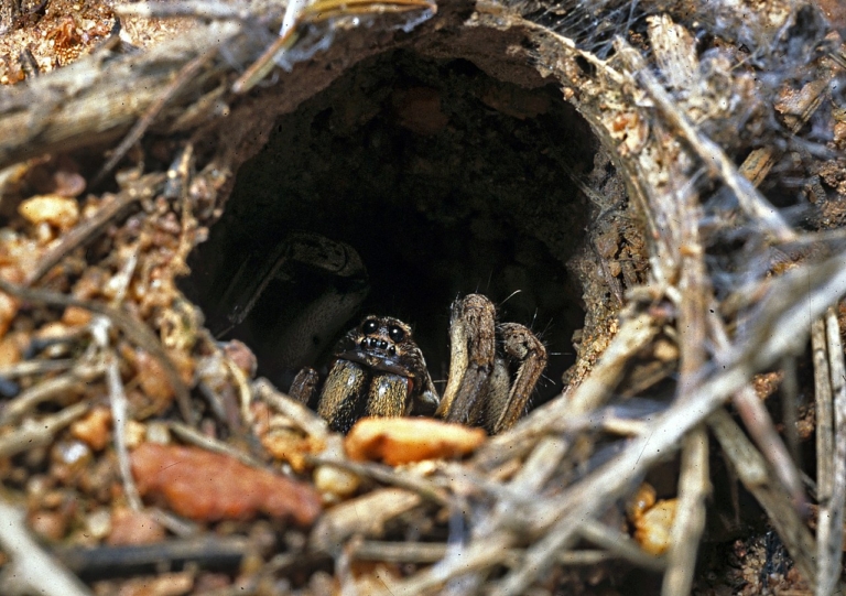 pók csapóajtós pók