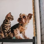 Új járvány: Félni kell a kutyáktól macskáktól