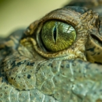 krokodil krokodilkönnyek