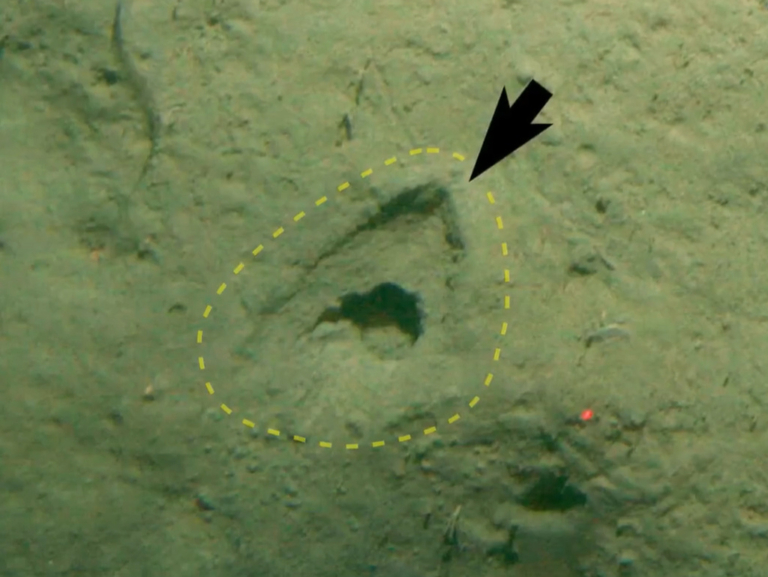 óceán furcsa patanyomok