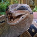 titanoboa
