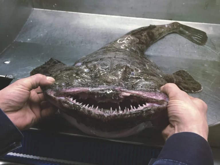 Ezek a mélytengerek legfélelmetesebb élőlényei