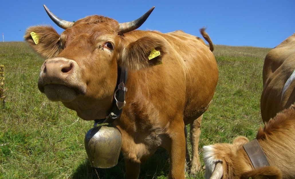 Svájc kolomp tehén háború