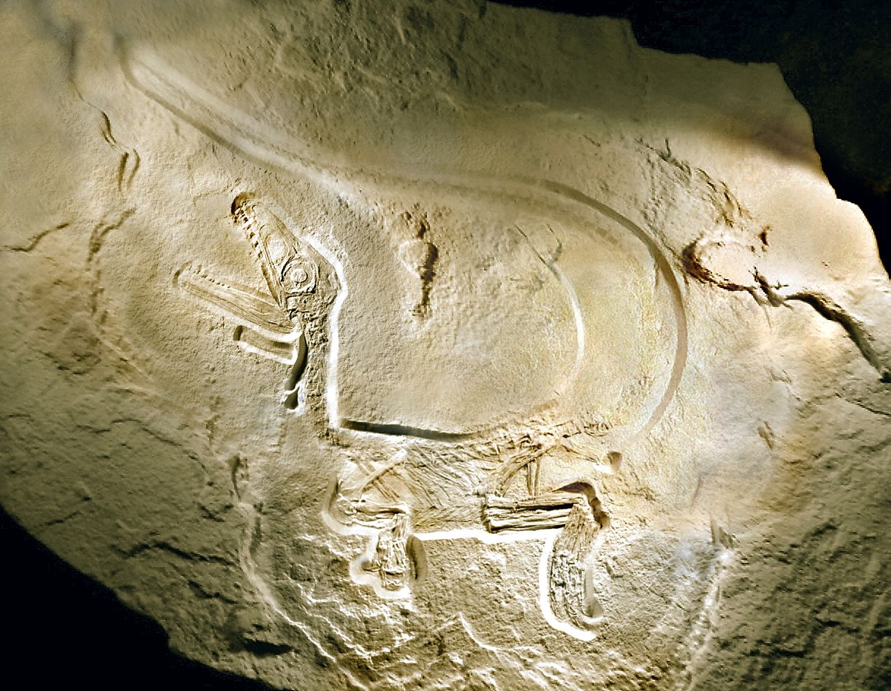 olaj dinoszaurusz fosszília