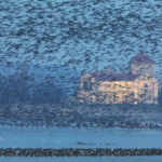 Tatai Vadlúd Sokadalom