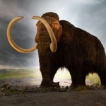 mamut gyapjas mamut