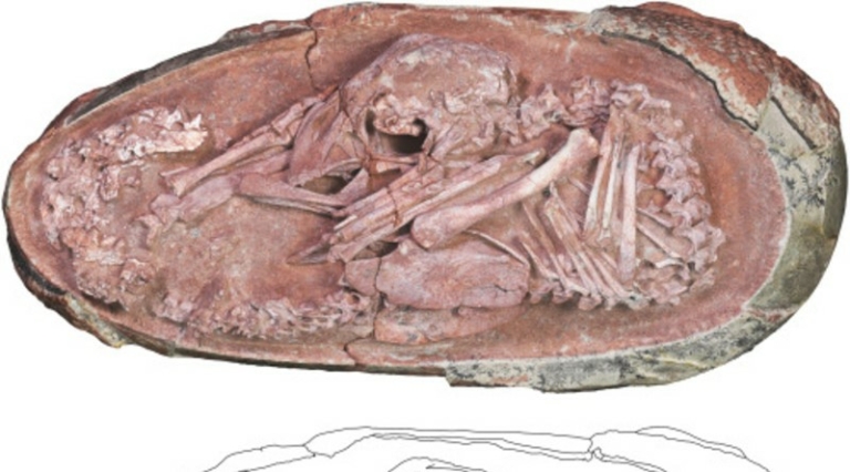 dinoszaurusz embrió