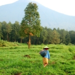 indonézia farm jáva