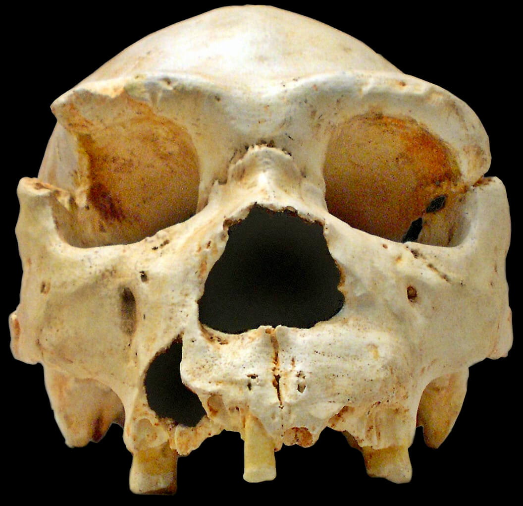 koponya homo heidelbergensis