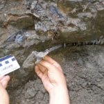 A lelőhelyen több, egymással összetartozó csontelem került elő, amelyek egy kisméretű növényevő dinoszauruszhoz tartoznak.