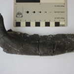 A K2 nevű lelőhelyről származó egyik Rhabdodontidae dinoszaurusz alsó állkapcsa.