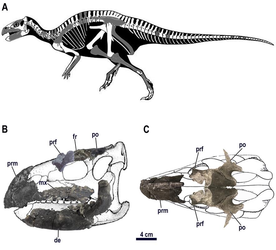 A „K2 rhabdodontid” csontváz és koponya rekonstrukciója.
