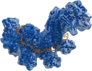 CRISPR, DNS felfedezés