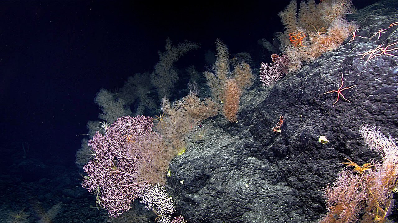 mélytengeri korallzátony korall