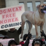 Kutyahús Dél-korea tiltás