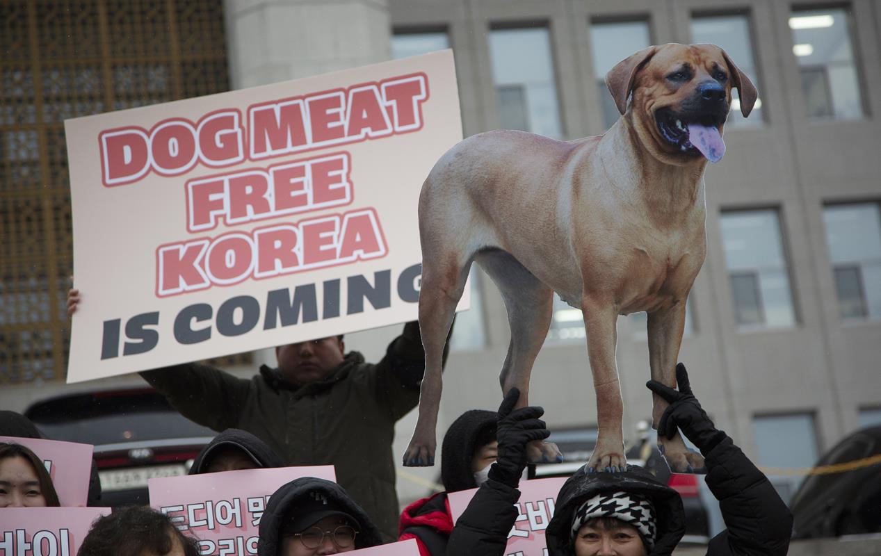 Kutyahús Dél-korea tiltás