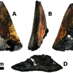 megalodon cápa fog