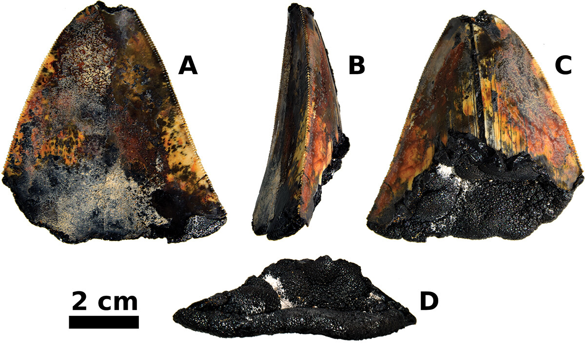 megalodon cápa fog