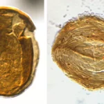 euglenida fosszília