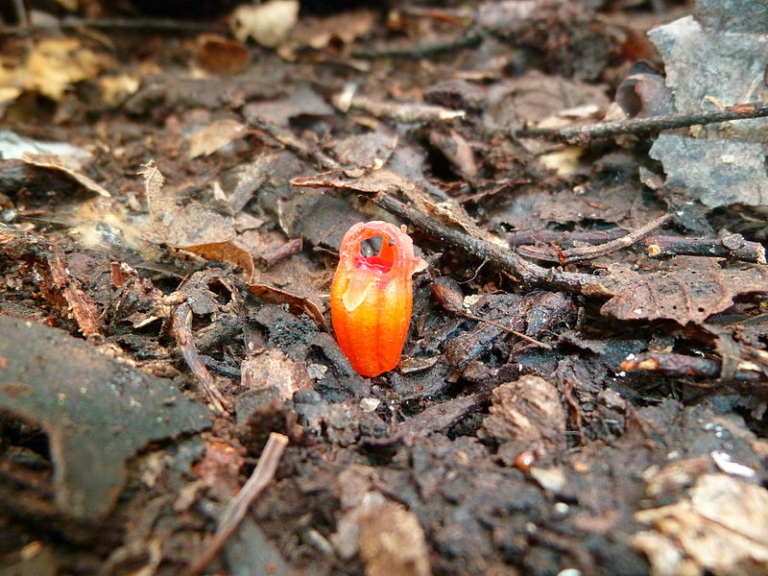 tündérlámpás virág