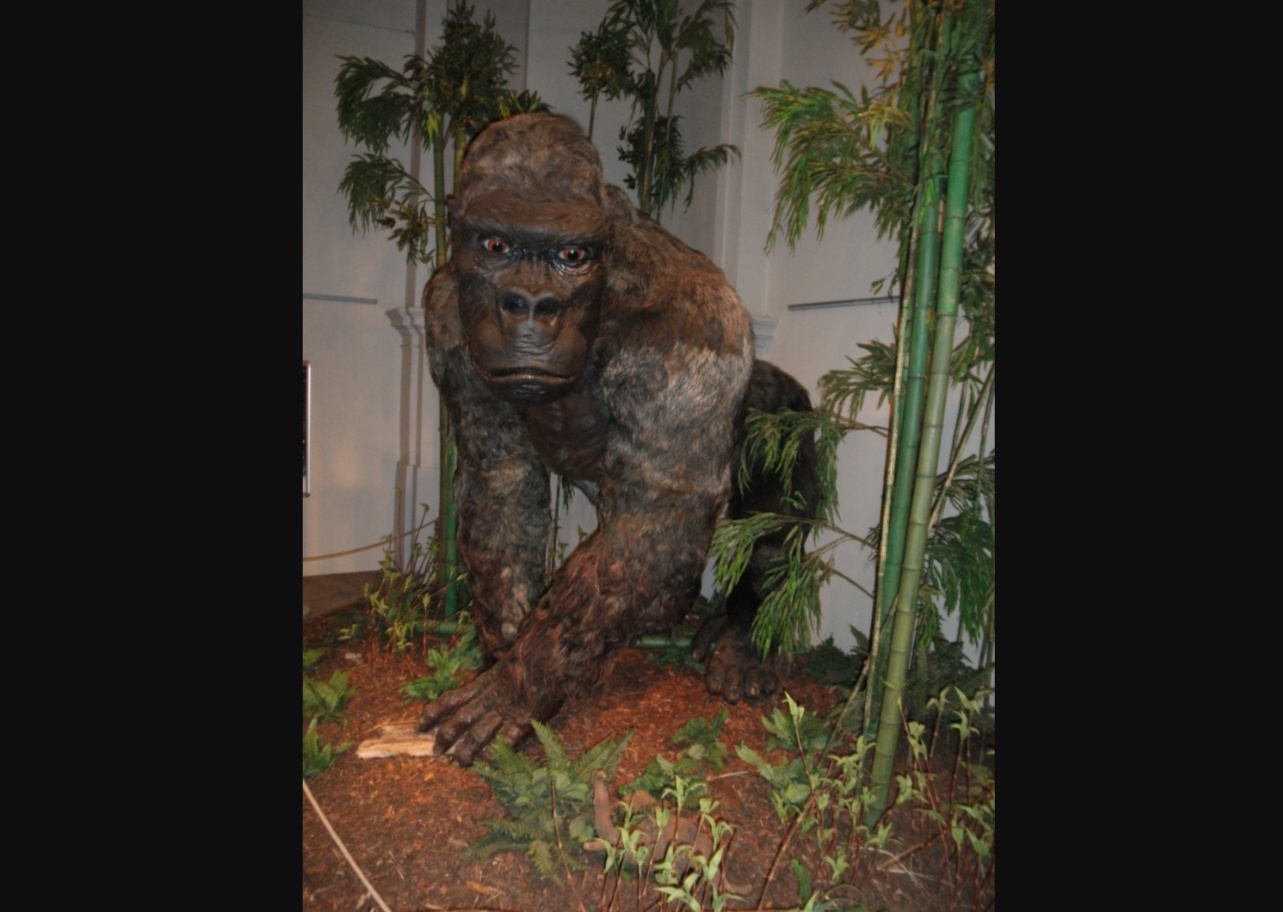 Gigantopithecus blacki