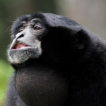 sziamang gibbon