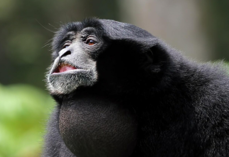 sziamang gibbon