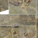 fosszília paleontológus