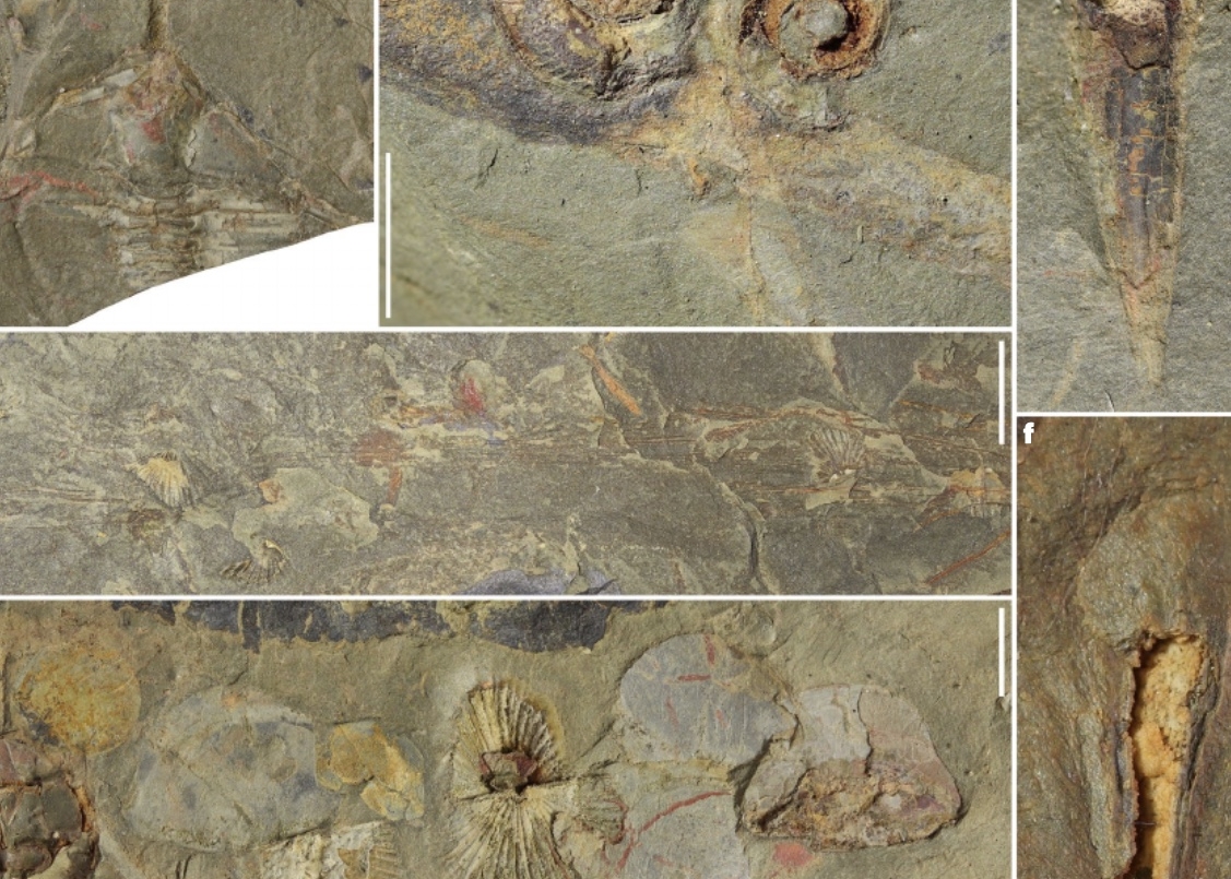fosszília paleontológus