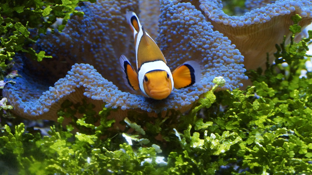 bohóchalak bohóchal territoriális