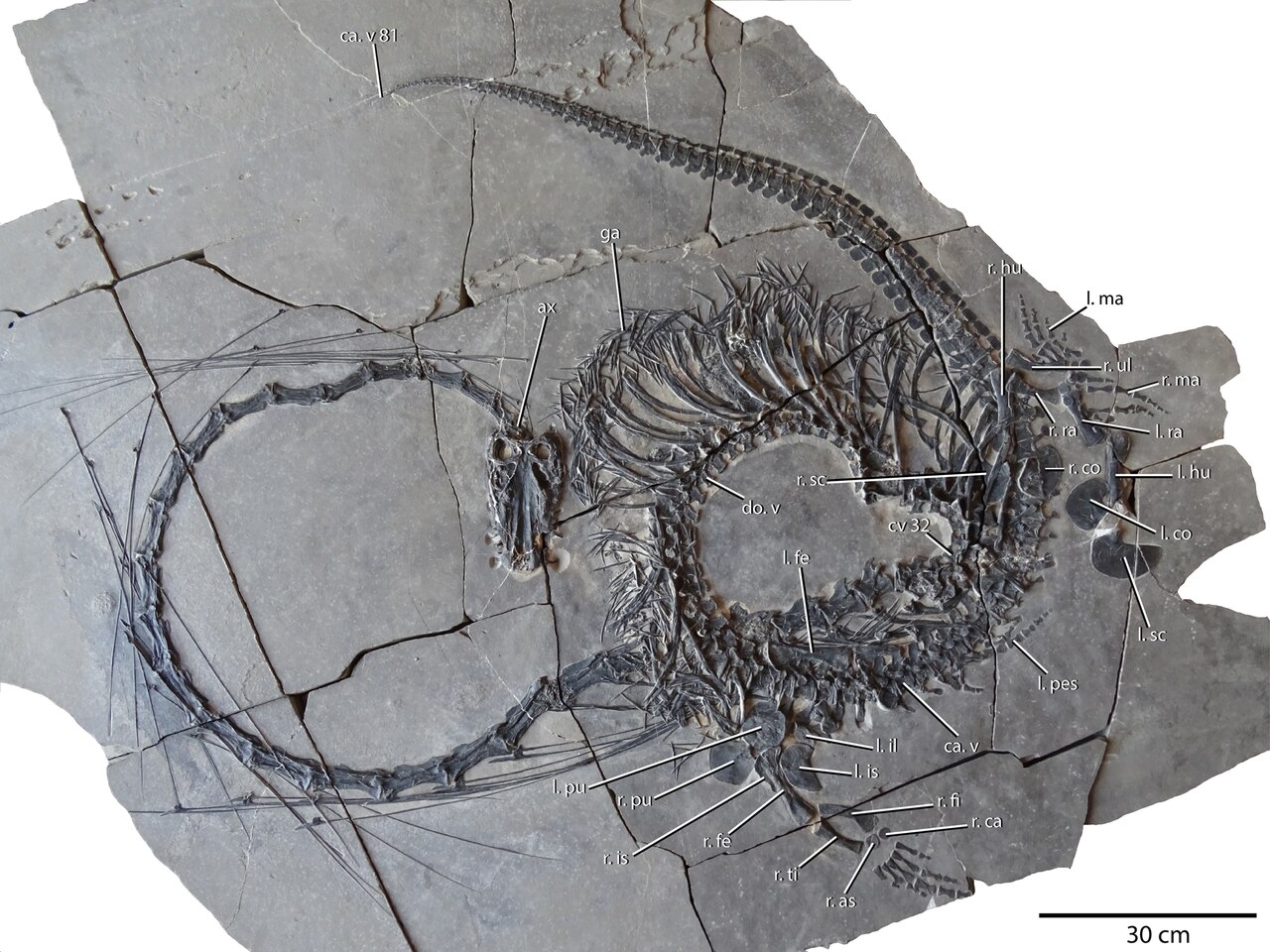 kínai sárkány fosszília