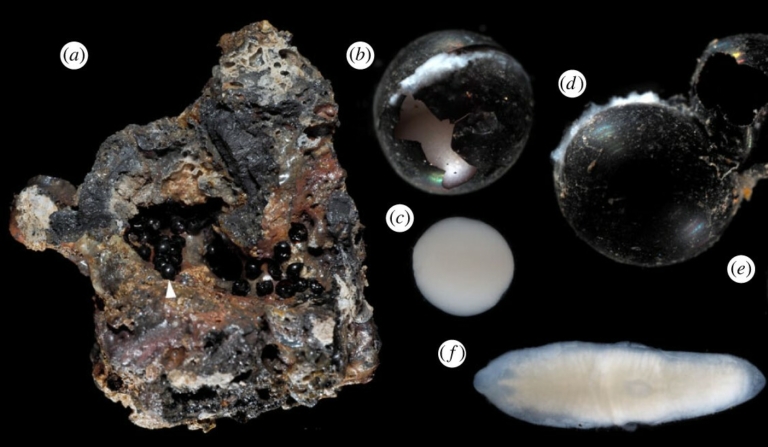 furcsa fekete tojás óceán mélyén