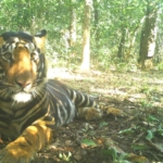 India fekete tigris szafari