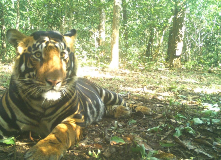 India fekete tigris szafari
