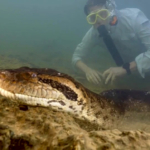 anakonda kígyó óriáskígyó Amazonas