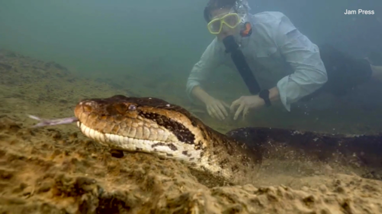 anakonda kígyó óriáskígyó Amazonas